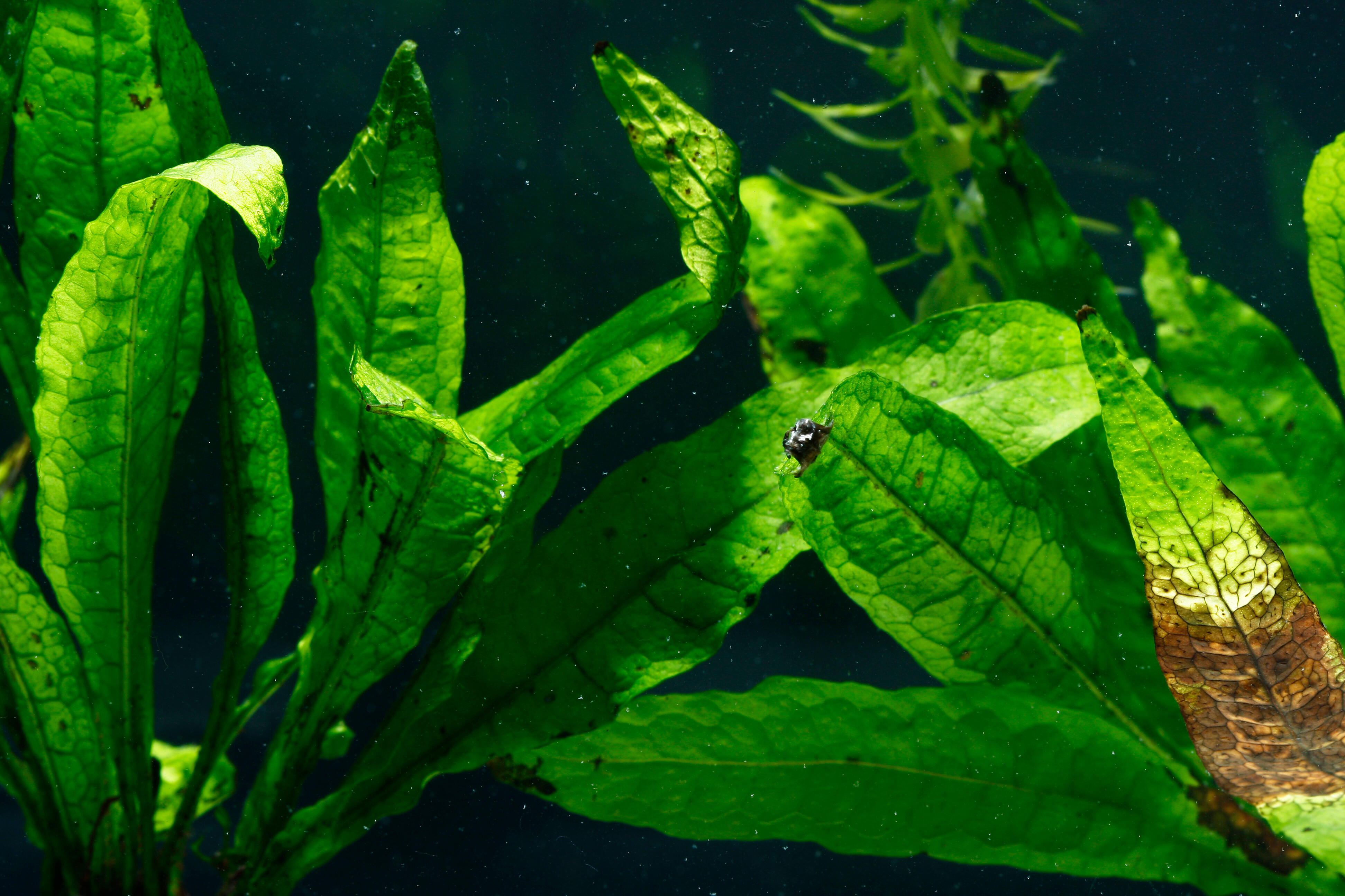 java fern aquarium plant aquabed