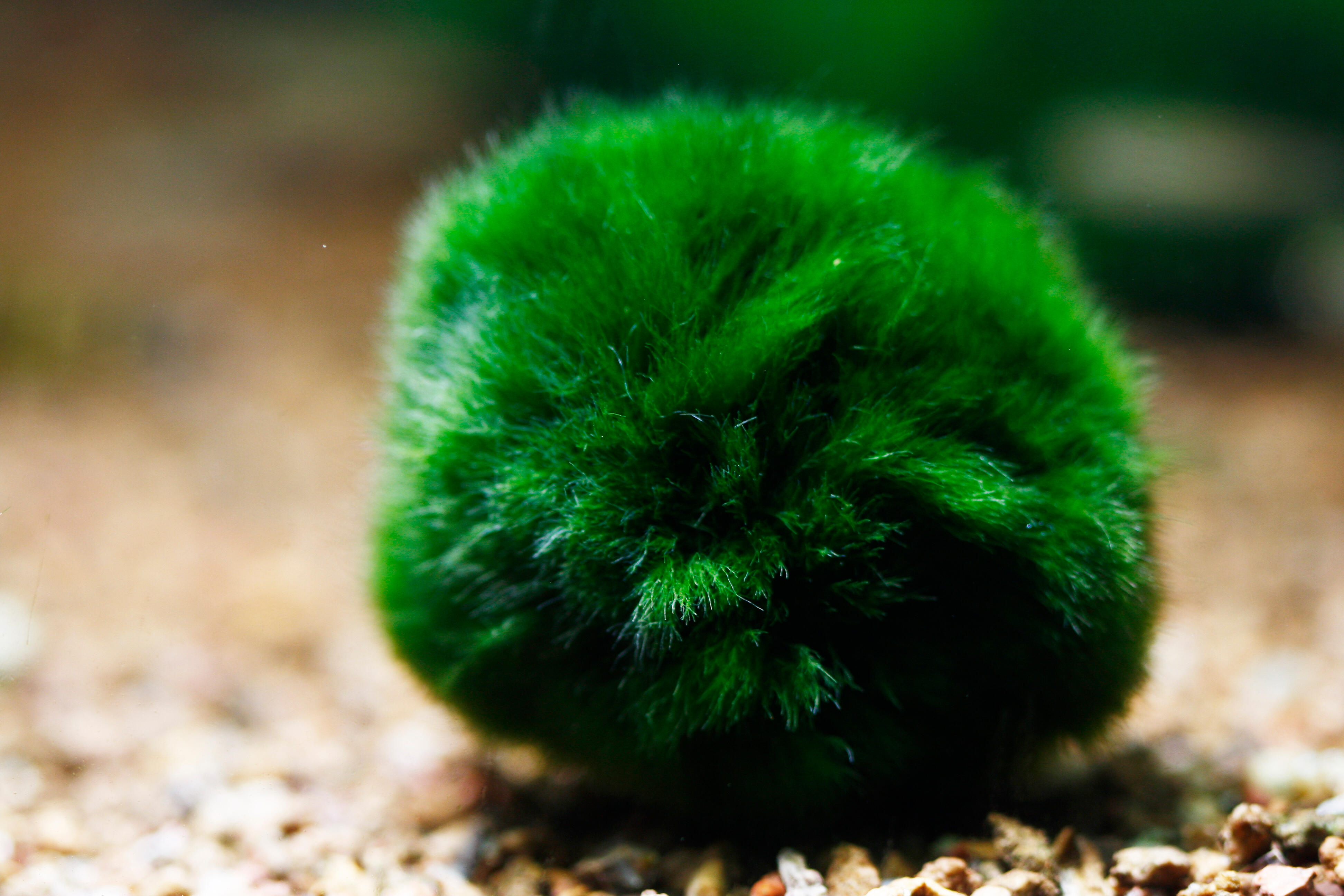 marimo moss balls aquarium plant aquabed